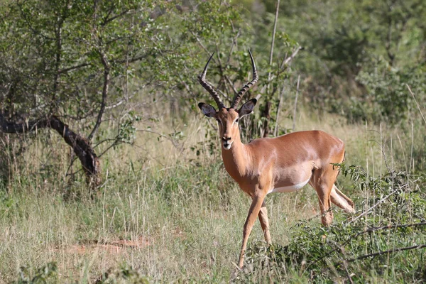 Impala Ram Piedi Nel Parco Nazionale Kruger — Foto Stock