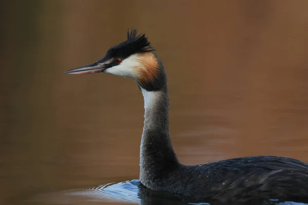 Greater crested grebe bird floating on calm water with reflection, South Africa