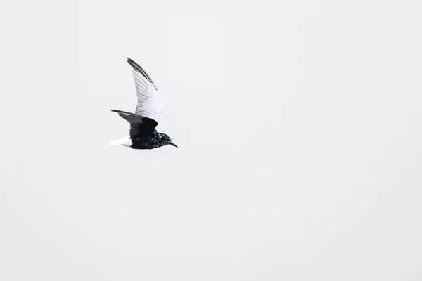 Uccello Sterna Alato Bianco Volo Con Piumaggio Transizione Sud Africa — Foto Stock