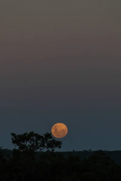 Lua Cheia Vindo Sobre Horizonte Com Silhuetas Árvores Noite Parque — Fotografia de Stock