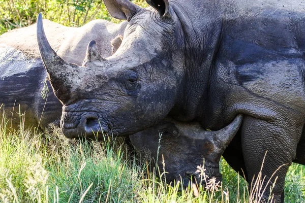 Портрет Вымирающего Белого Носорога Рогом Национальный Парк Крюгера Юар — стоковое фото