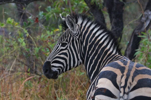 Zebra Patrząc Przez Ramię Kruger National Park Afryka Południowa — Zdjęcie stockowe