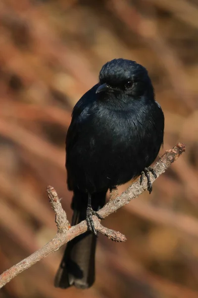 Southern Black Flycatcher Bird South Africa — Stock Photo, Image