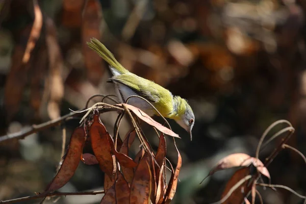 Жовтий Грудьми Apalis Птах Дивлячись Продовольство Дереві Південно Африканська Республіка — стокове фото
