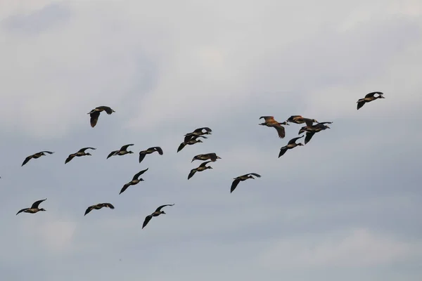 Flock Ducks Flying Together Cloudy Sky Background South Africa — Stock Photo, Image