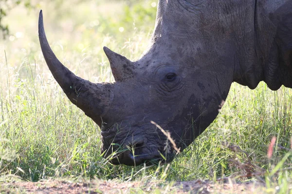 Retrato Rinoceronte Blanco Peligro Extinción Con Cuerno Parque Nacional Kruger — Foto de Stock