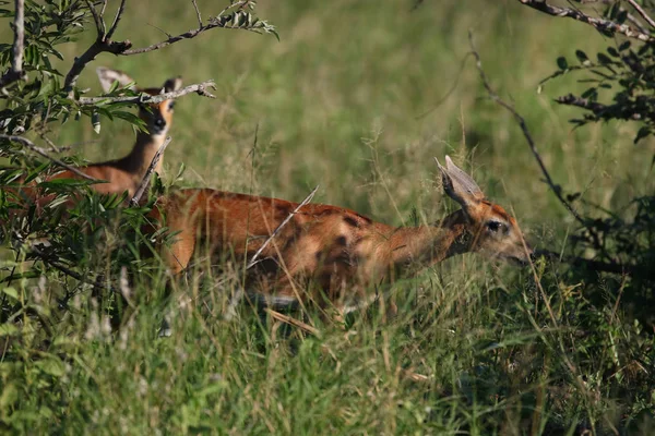 Маленькие Антилопы Дуйкеры Большими Ушами Поле Фасси Национальный Парк Крюгера Стоковое Изображение