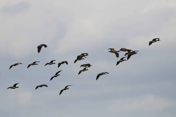 Bloque Patos Volando Junto Con Cielo Nublado Segundo Plano Sudáfrica Fotos De Stock