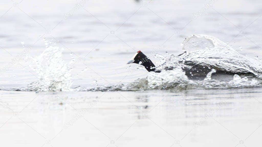 Red-knobbed coot  , Marievale estuary, South Africa