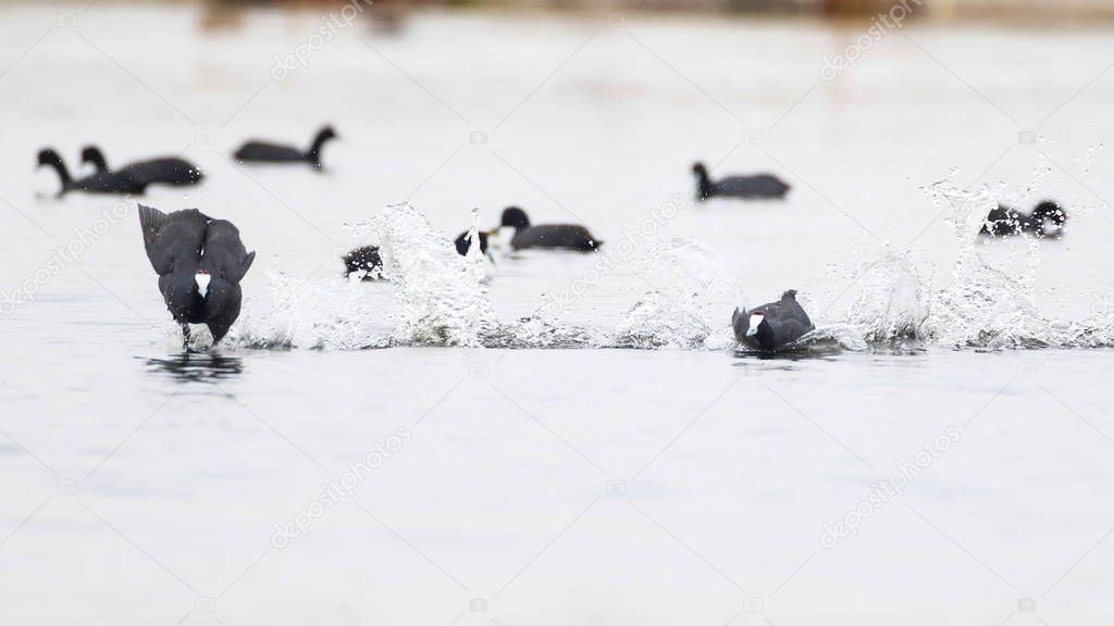 Red-knobbed coot running on water to chase other birds, Marievale estuary, South Africa 