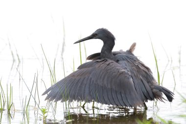 Siyah heron avcılık, Güney Afrika