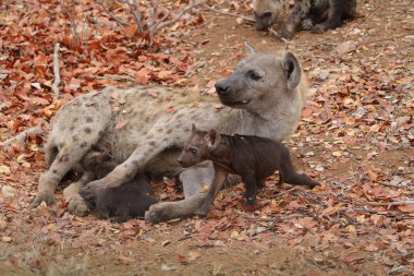 Sevimli küçük benekli sırtlan kuru zeminde, Kruger National Park, Güney Afrika oynamak 