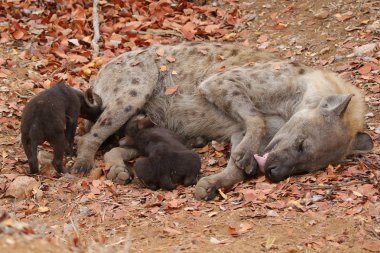 Sevimli küçük benekli sırtlan kuru zeminde, Kruger National Park, Güney Afrika oynamak 