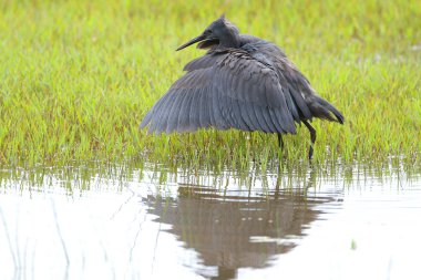 Siyah heron avcılık, Güney Afrika