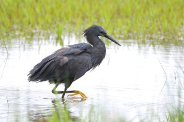 Siyah heron avcılık, Güney Afrika