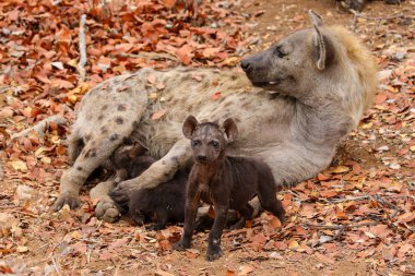 Sevimli küçük benekli sırtlan kuru zeminde, Kruger National Park, Güney Afrika oynamak 