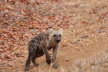 Sevimli küçük benekli sırtlan kuru zeminde, Kruger National Park, Güney Afrika oynamak