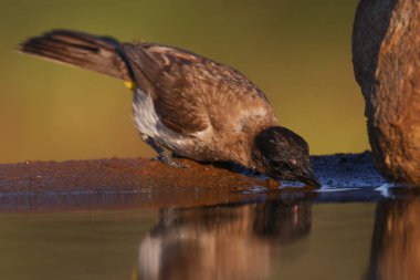 Afrika 'da Gaga dokunmadan su ile gölet kuş içme