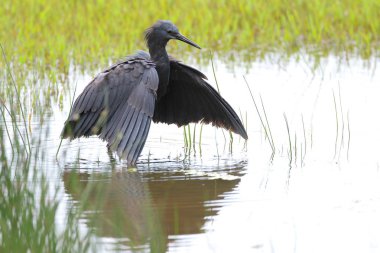 Siyah heron avcılık, Güney Afrika