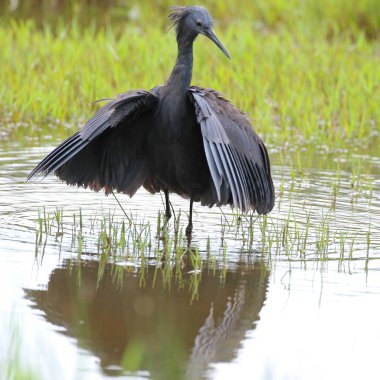 Siyah heron avcılık, Güney Afrika