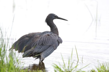 Siyah heron avcılık, Güney Afrika