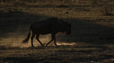 gün batımında, Afrika yürüyüş buffalo