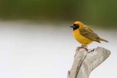 Arka planda güzel kuşun yakın plan görüntüsü