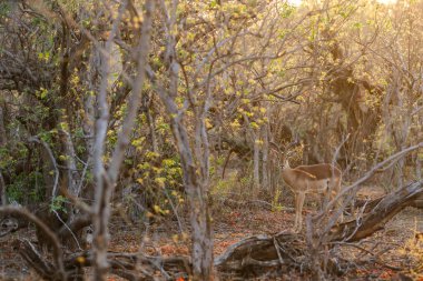 Impala ayakta ve Kruger National Park, Güney Afrika içinde bakıyor