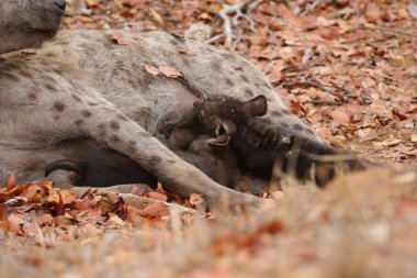 Sevimli küçük benekli sırtlan kuru zeminde, Kruger National Park, Güney Afrika oynamak 