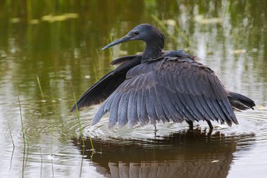 Siyah heron avcılık, Güney Afrika