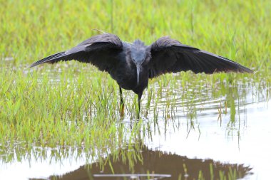 Siyah heron avcılık, Güney Afrika