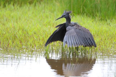 Siyah heron avcılık, Güney Afrika
