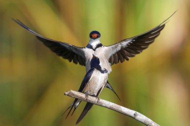 Beyaz boğazlı kırlangıç bir çiftleşme ortak, Marievale, Güney Afrika arıyorsunuz