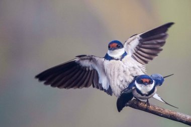 Beyaz boğazlı kırlangıç bir çiftleşme ortak, Marievale, Güney Afrika arıyorsunuz