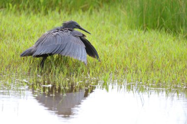 Siyah heron avcılık, Güney Afrika