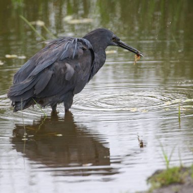 Siyah heron avcılık, Güney Afrika