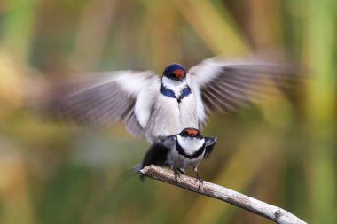 Beyaz boğazlı kırlangıç bir çiftleşme ortak, Marievale, Güney Afrika arıyorsunuz