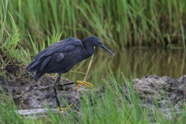 Siyah heron avcılık, Güney Afrika