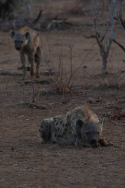 sırtlanlar niteliğine Kruger National Park