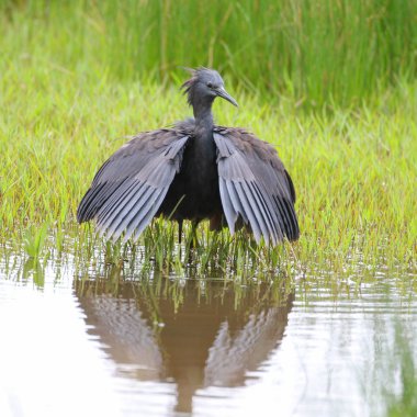 Siyah heron avcılık, Güney Afrika