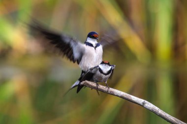 Beyaz boğazlı kırlangıç bir çiftleşme ortak, Marievale, Güney Afrika arıyorsunuz