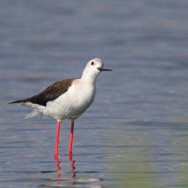 Bayağı uzunbacak balıkçılık sessiz su, Afrika