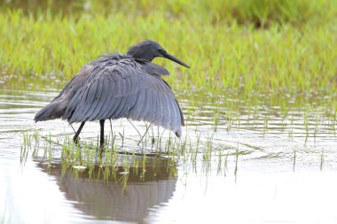 Siyah heron avcılık, Güney Afrika