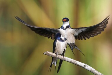 Beyaz boğazlı kırlangıç bir çiftleşme ortak, Marievale, Güney Afrika arıyorsunuz