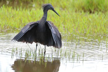 Siyah heron avcılık, Güney Afrika
