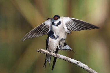 Beyaz boğazlı kırlangıç bir çiftleşme ortak, Marievale, Güney Afrika arıyorsunuz