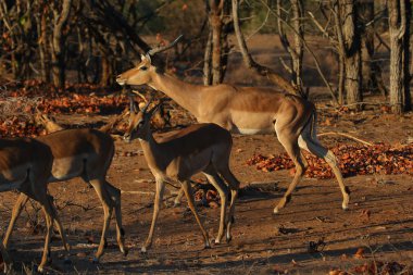 bir grup genç impalas