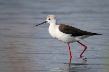 Bayağı uzunbacak balıkçılık sessiz su, Afrika
