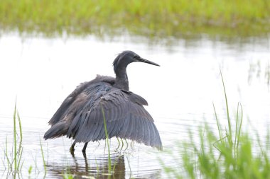 Siyah heron avcılık, Güney Afrika