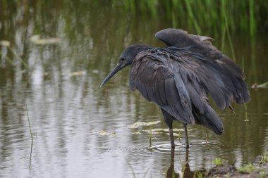 Siyah heron avcılık, Güney Afrika